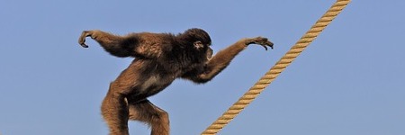 Energie update Blauwe Aap levenspad 26 september - 8 oktober 2022: Handvatten voor creëren vanuit de bron